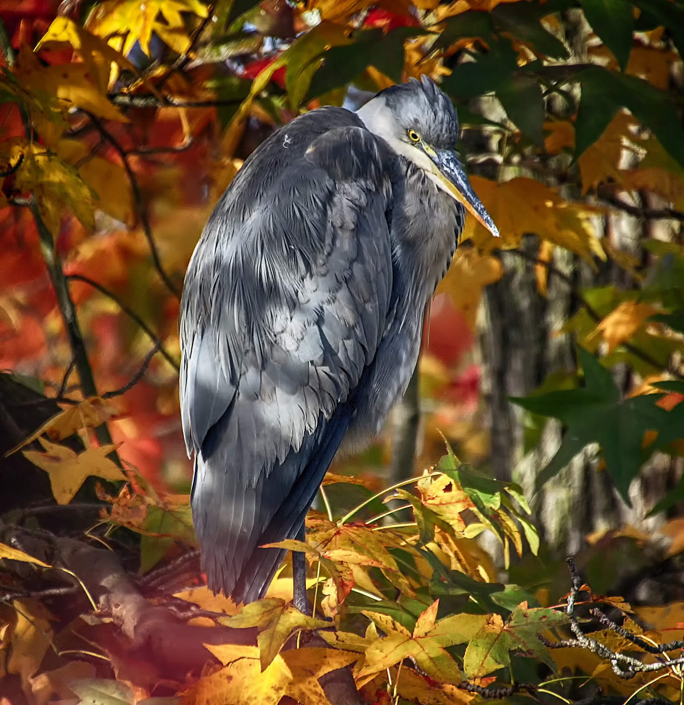 В осеннем прикиде