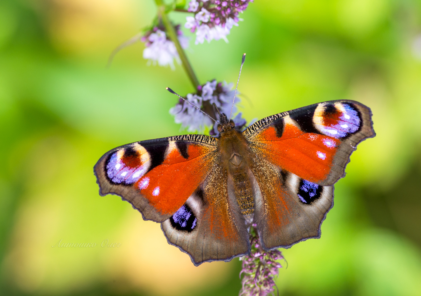 Дневной павлиний глаз.