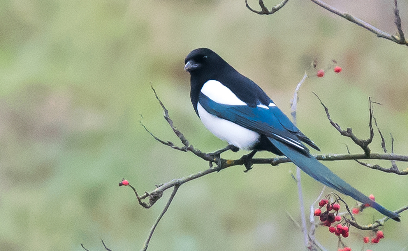 Сорока - осторожная птица.