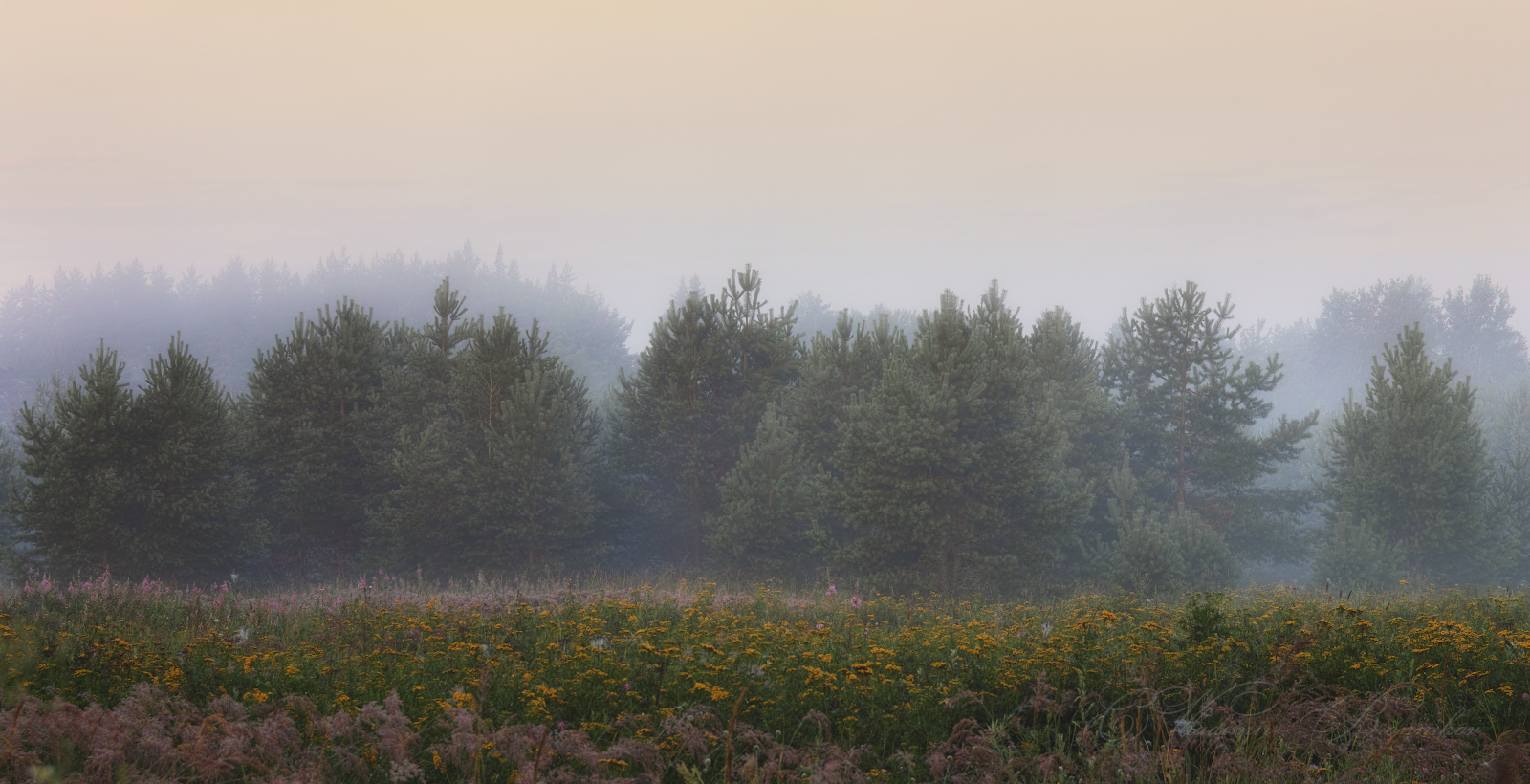 Разнотравье