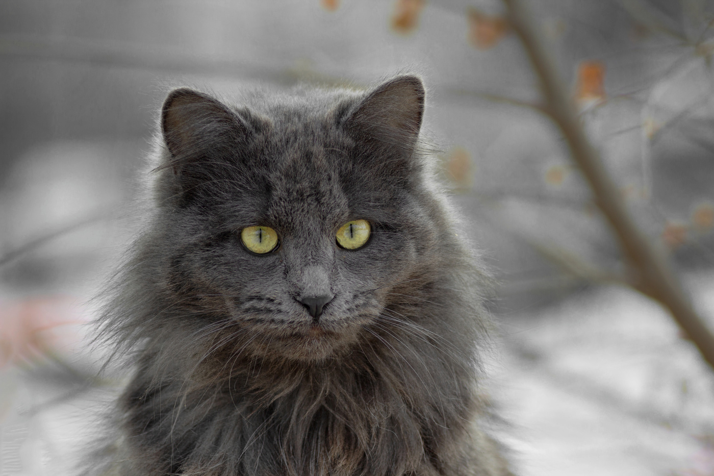 "Из табакерки"