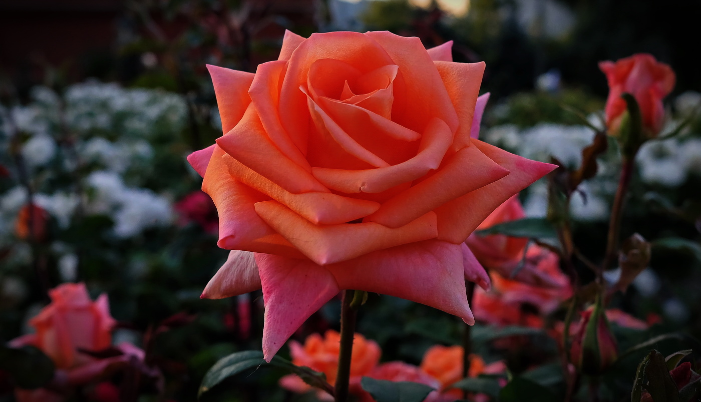 В Монастырском саду.