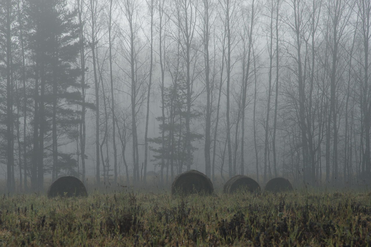 Осеннее прозябание