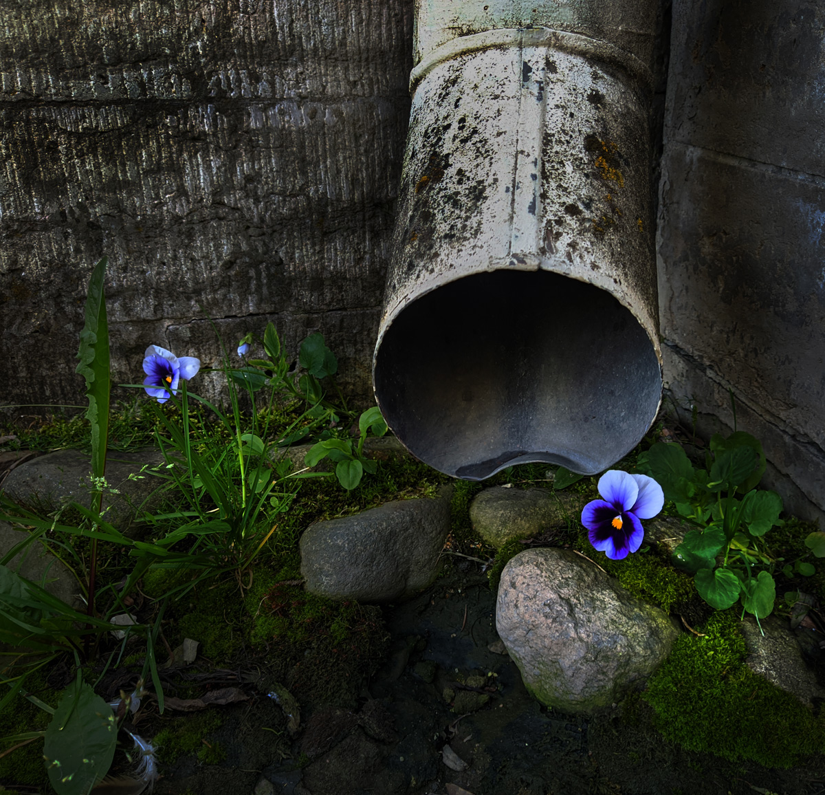 Злодейское нападение водосточной трубы на беззащитные анютины глазки