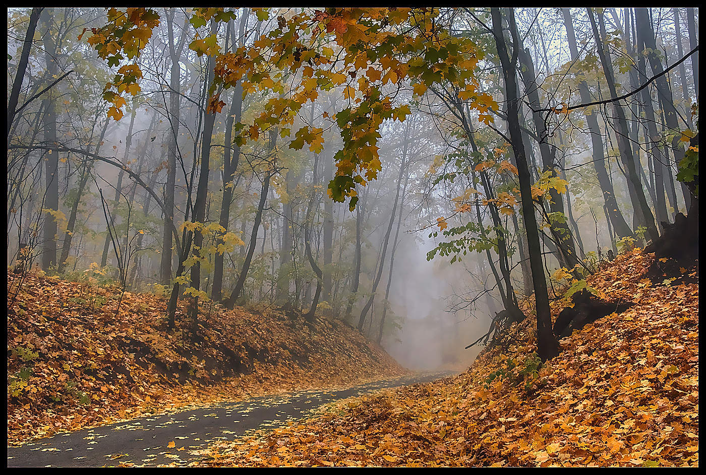 В осеннем лесу