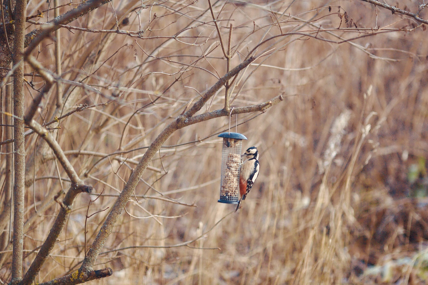 Последний пир осени..
