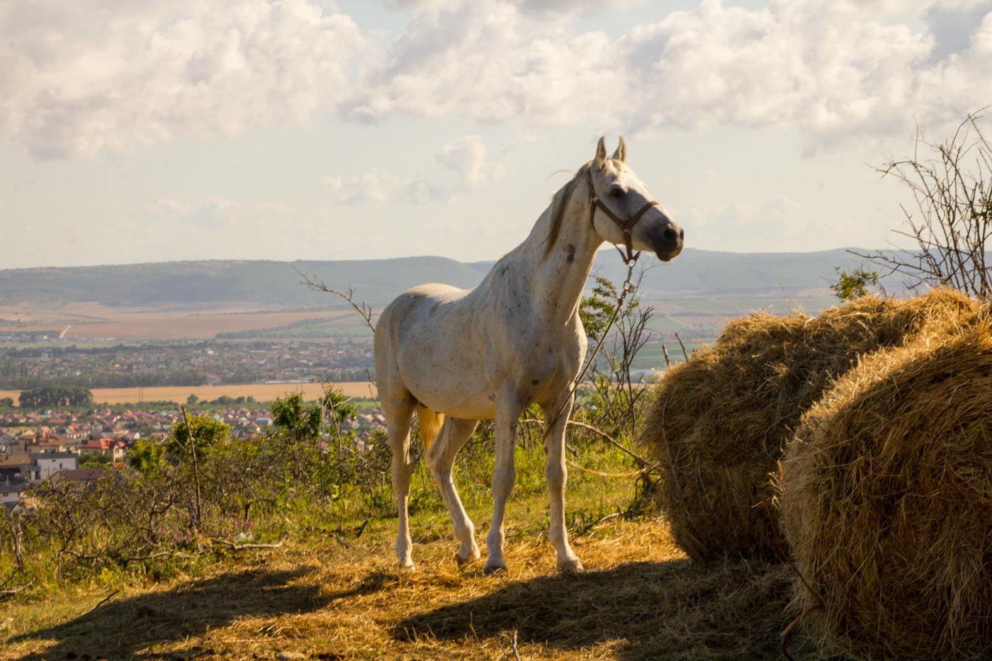 Не запах сена