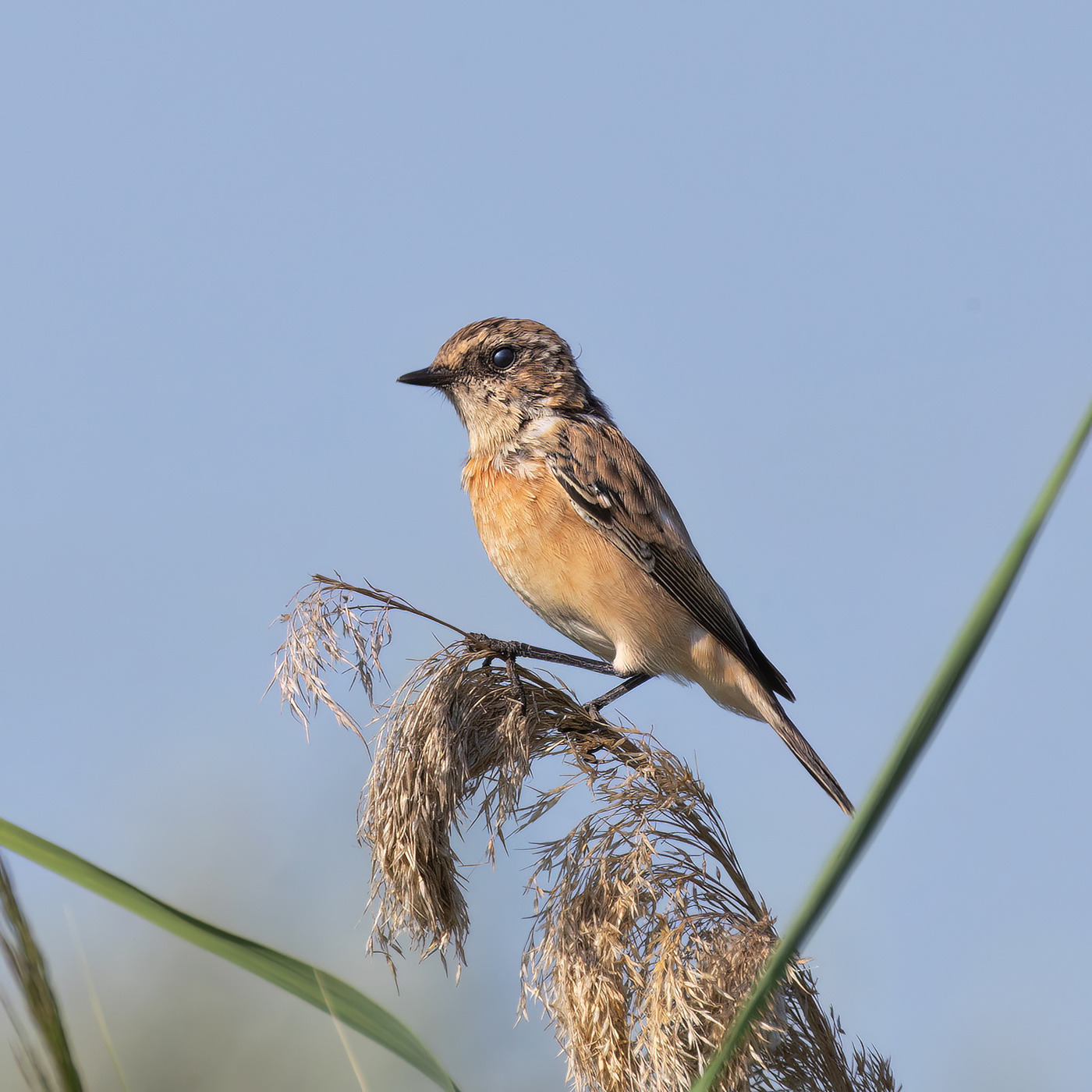 Черноголовый чекан