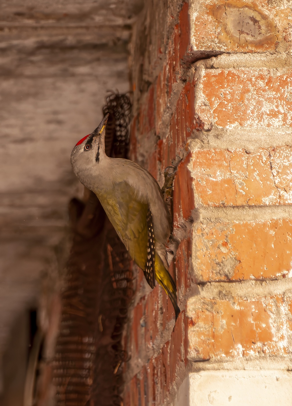 В зеленом наряде ....