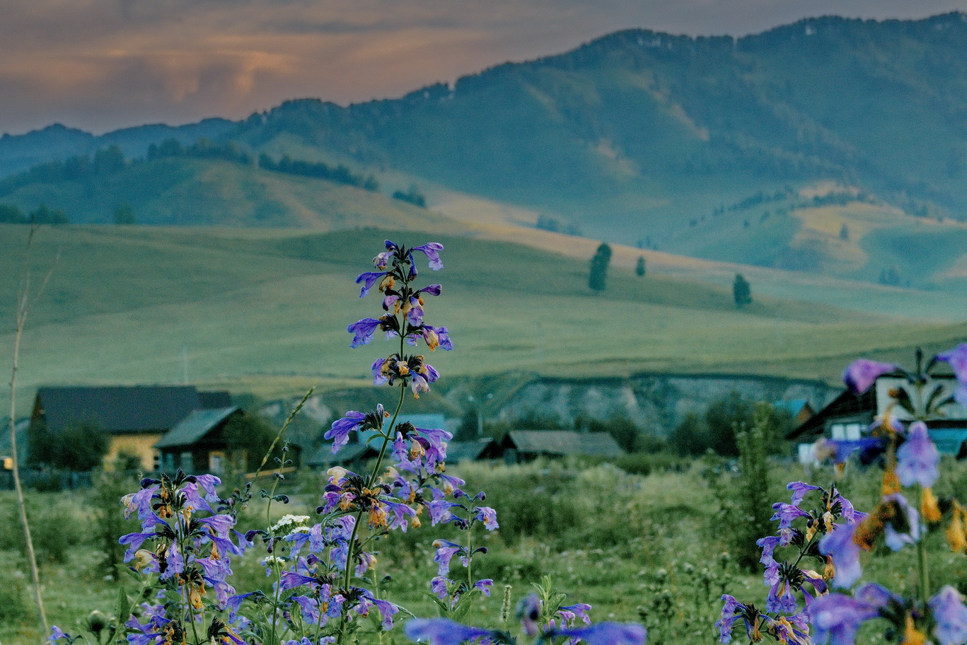 Полевые цветы