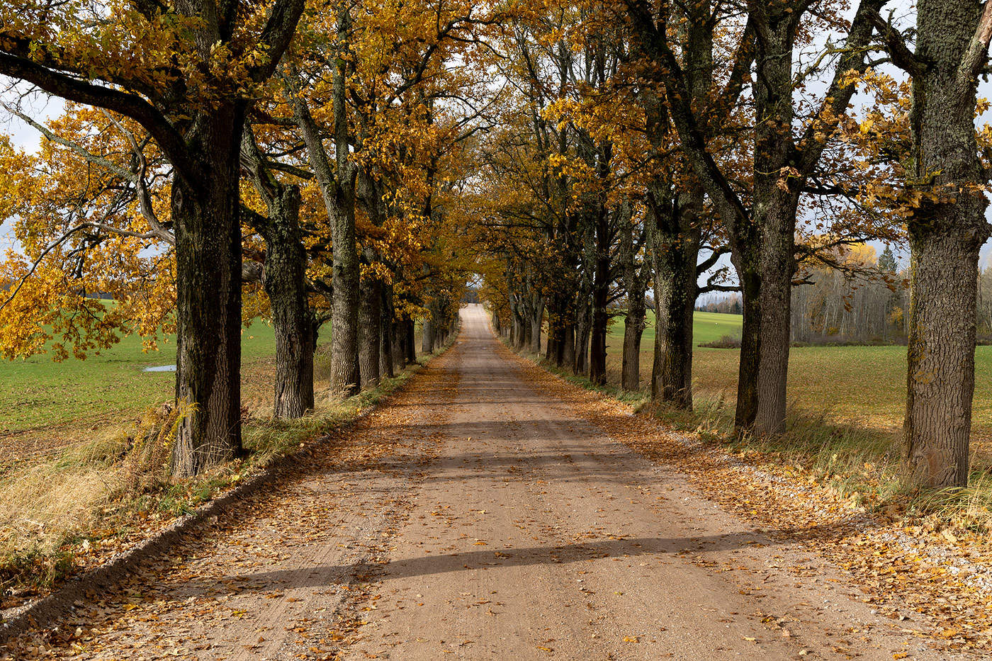 Дубовая грунтовка