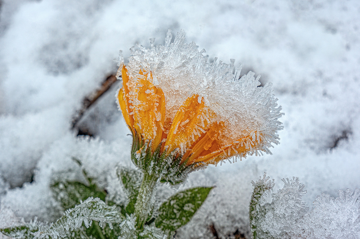 Запоздалые цветы.