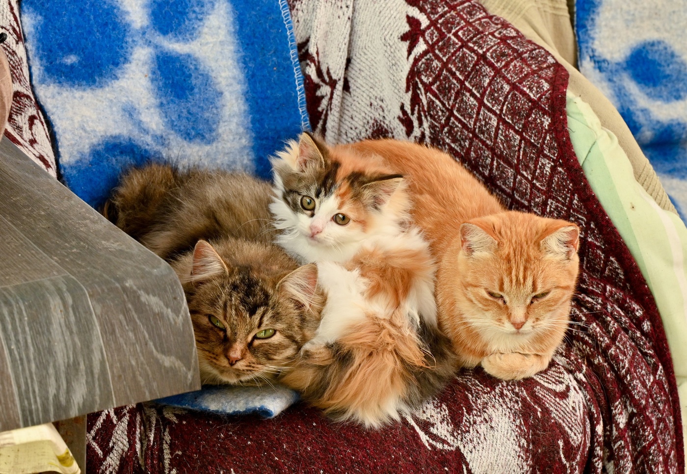 Папа, мама, я, счастливая семья