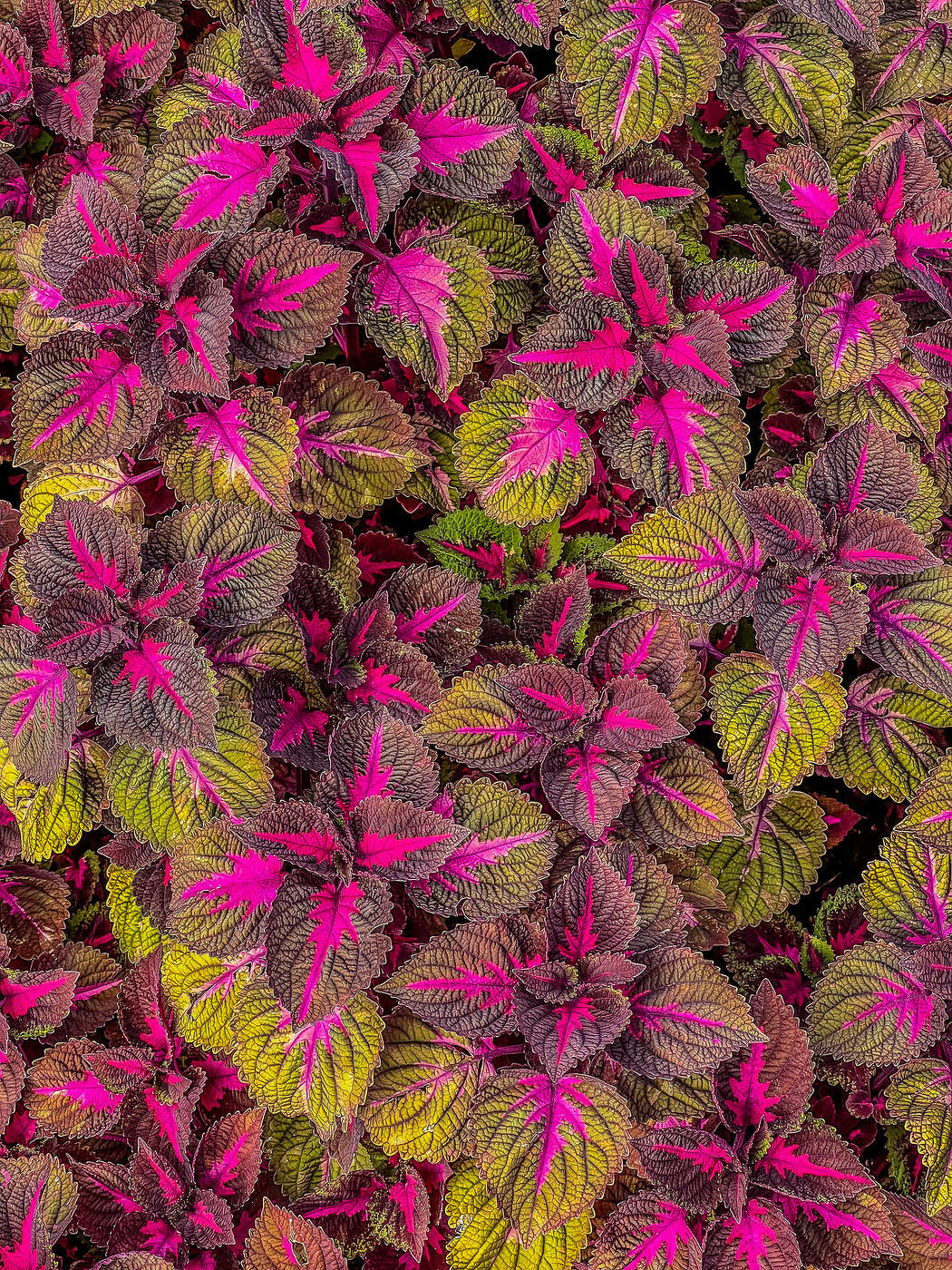 Зелёно-розовый