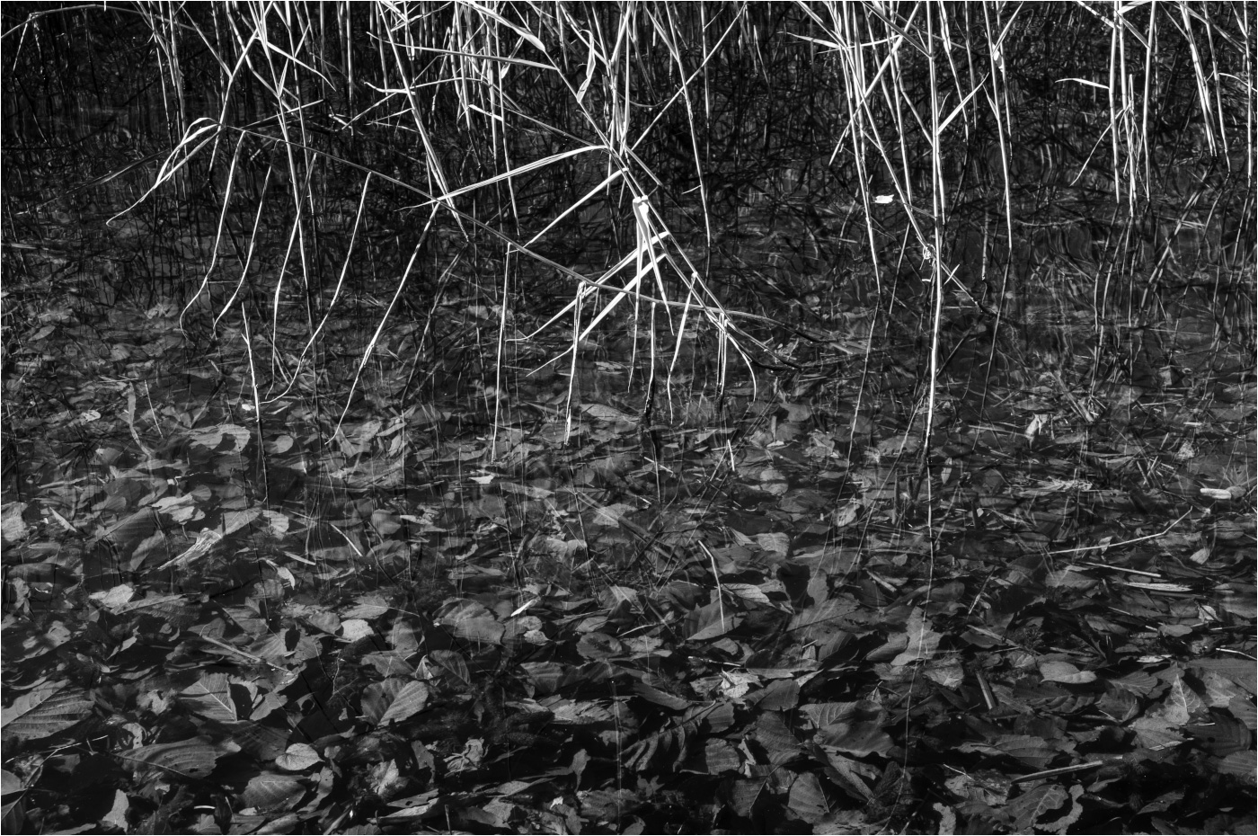 однодольные vs