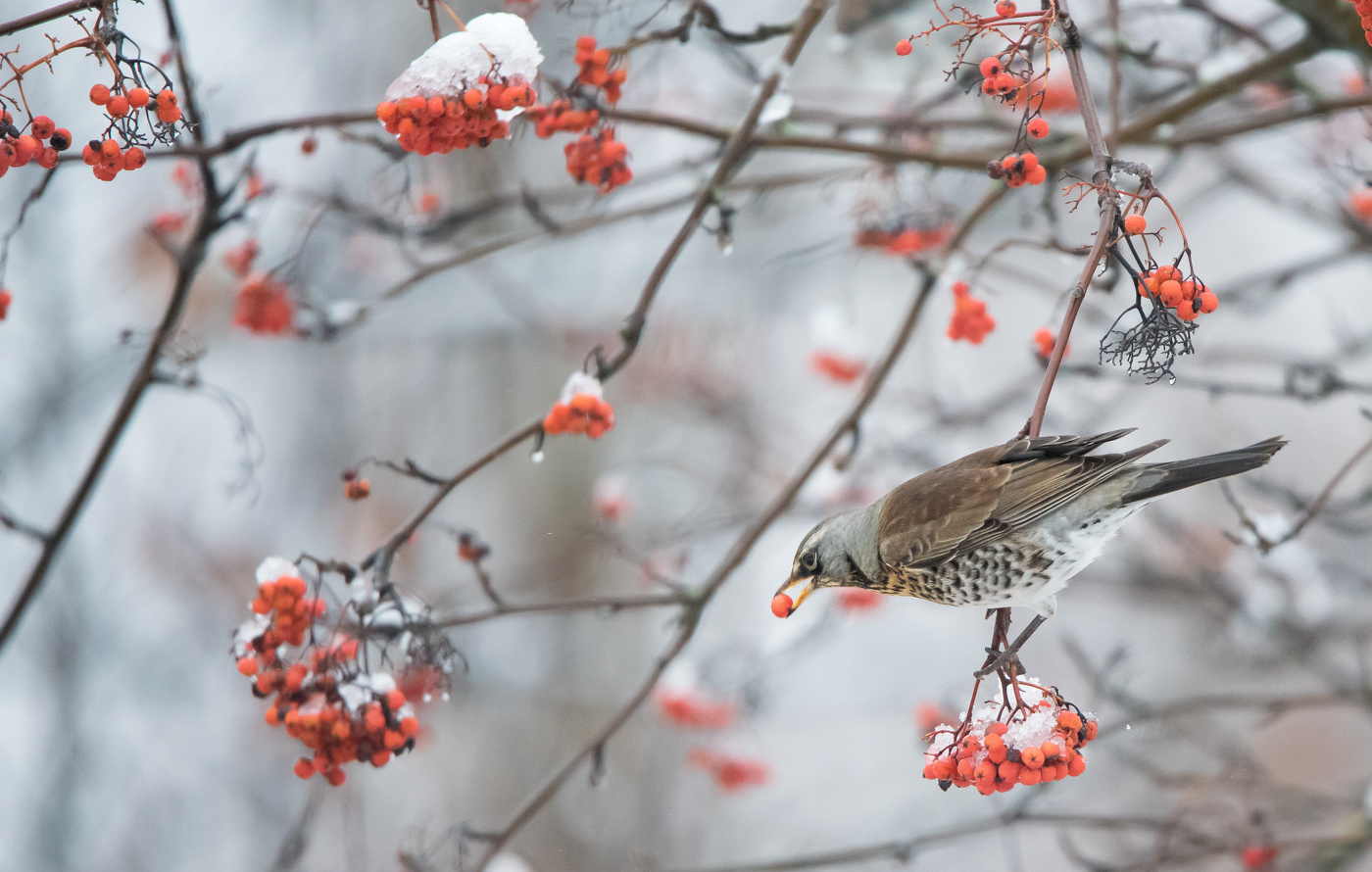 Рябина зимой - сладкая!