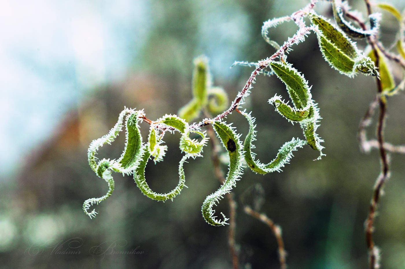 Ива извилистая