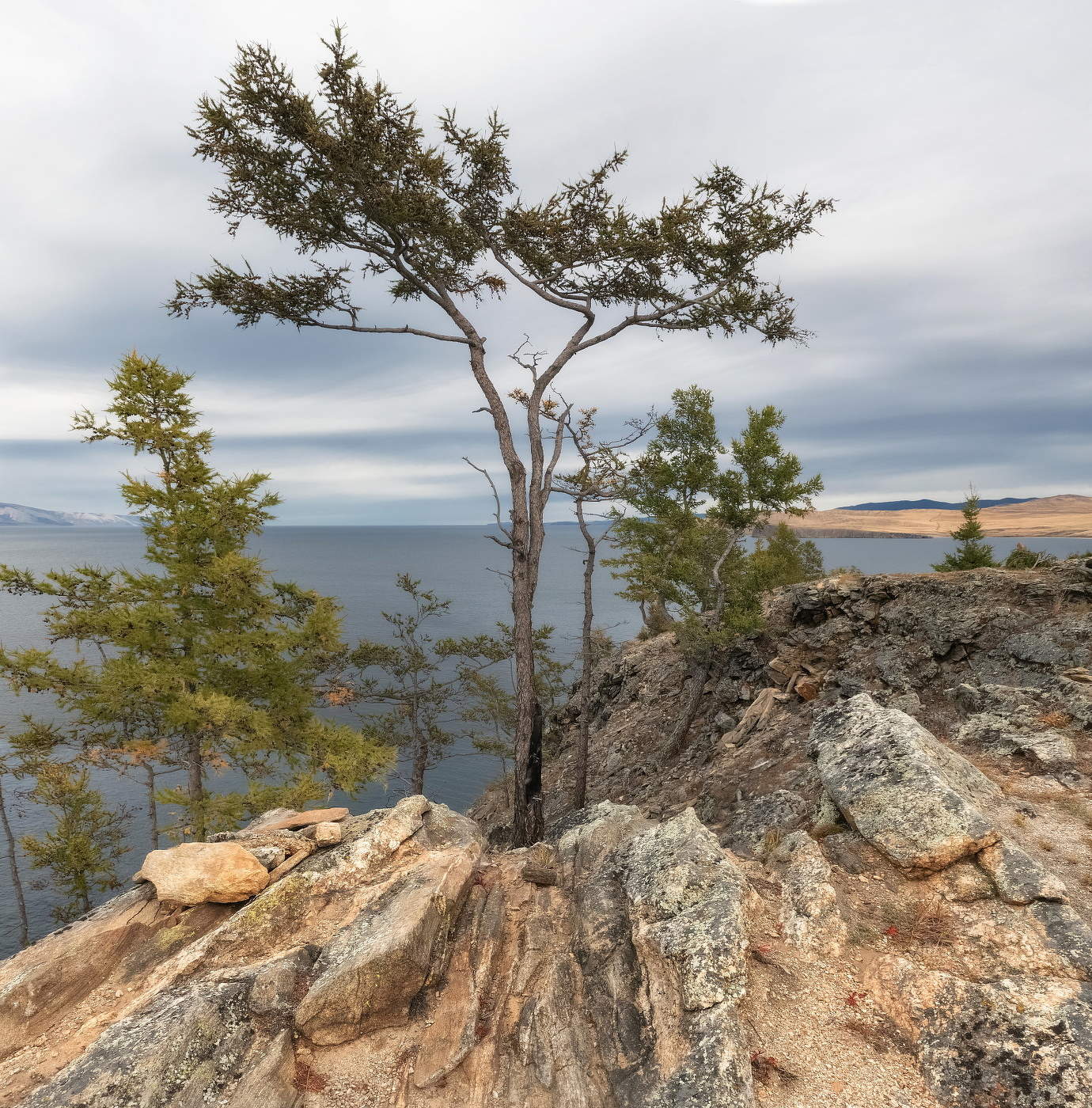 Природный бонсай