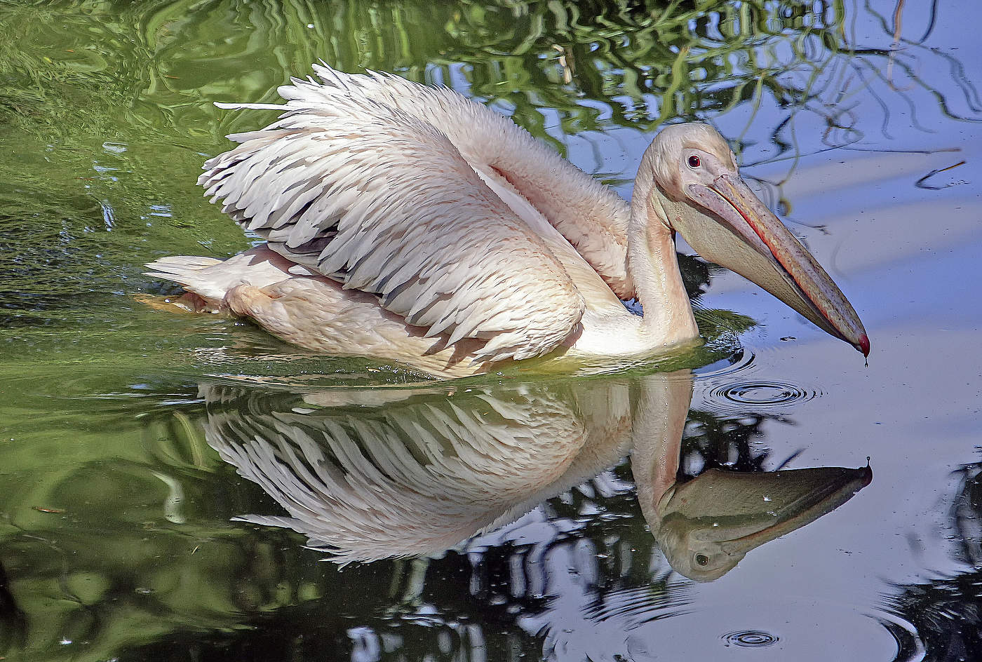 Розовый пеликан