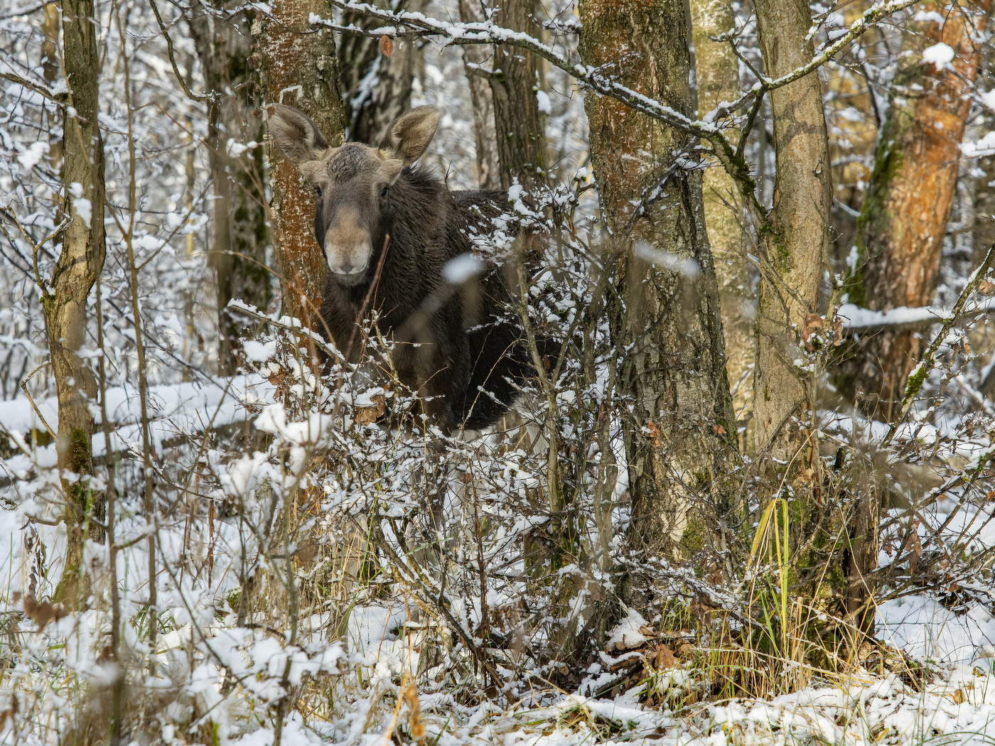 По первой пороше.