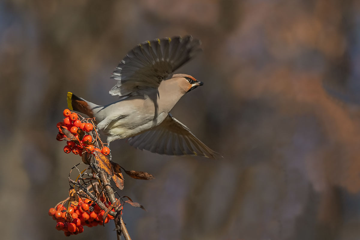 Свиристель... наелся.