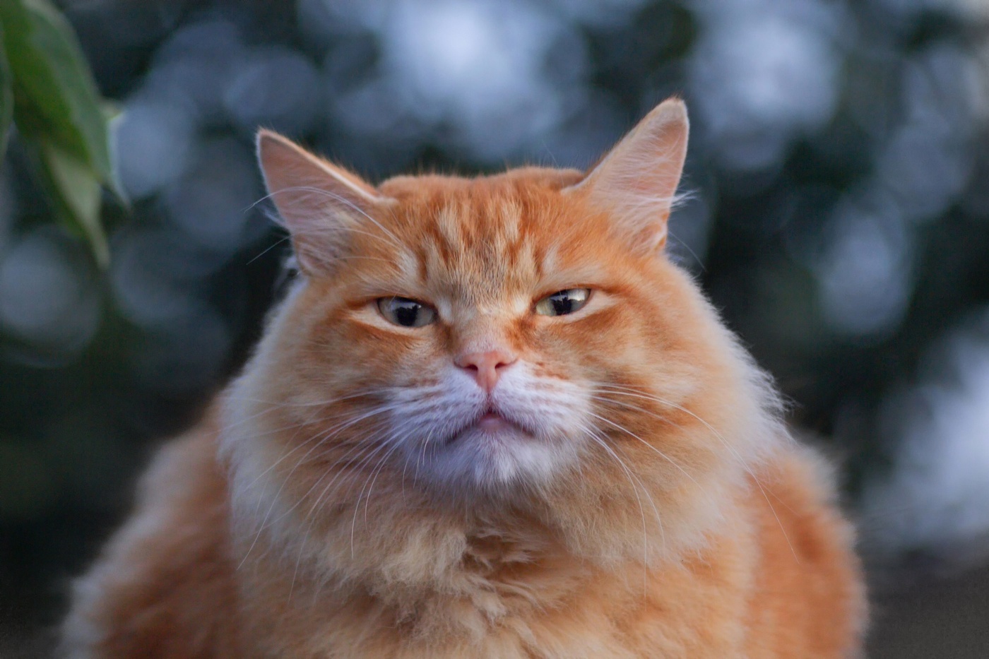 "Василий Карленович"