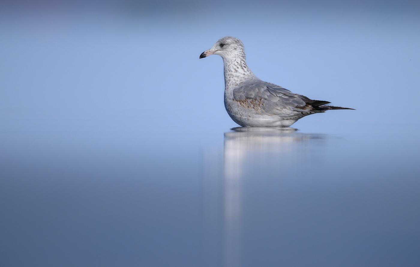 Ring-billed gull (Second winter)