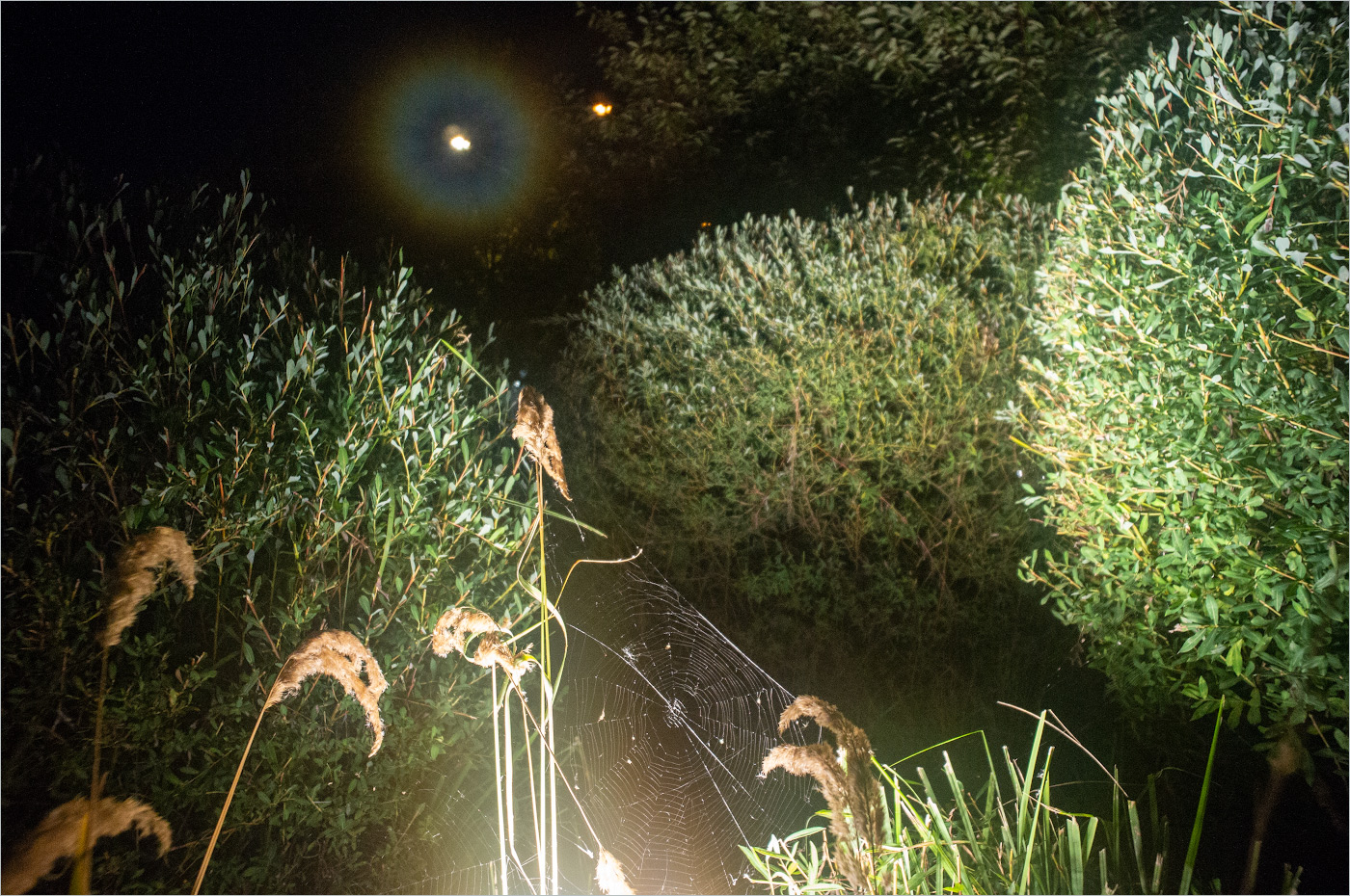 поймать лунный