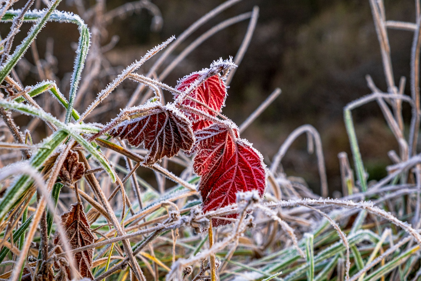 Осенние цвета.