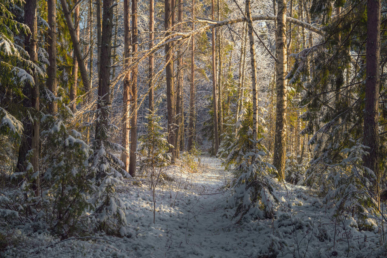 Первоснежный этюд