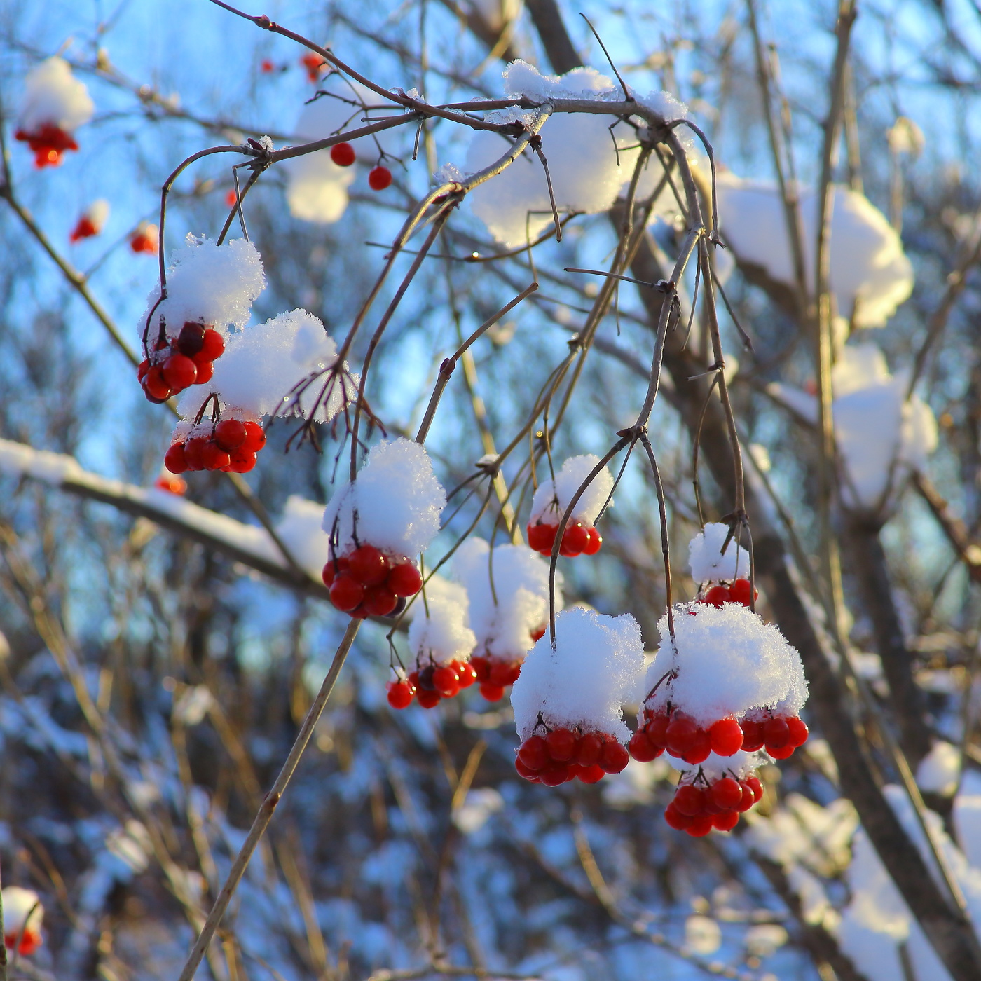 Калина примерила зимний наряд