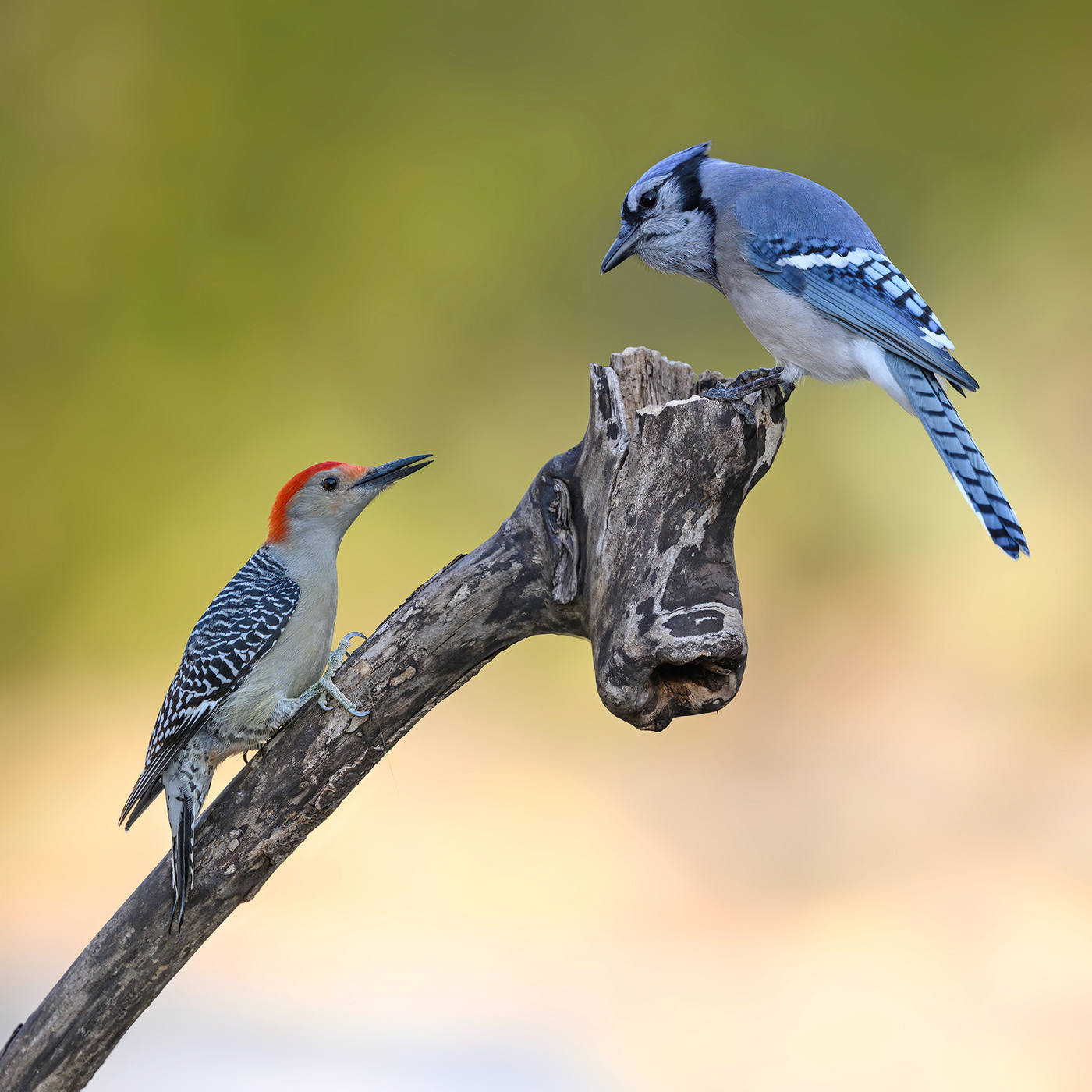 Red-bellied woodpecker vs. Blue Jay
