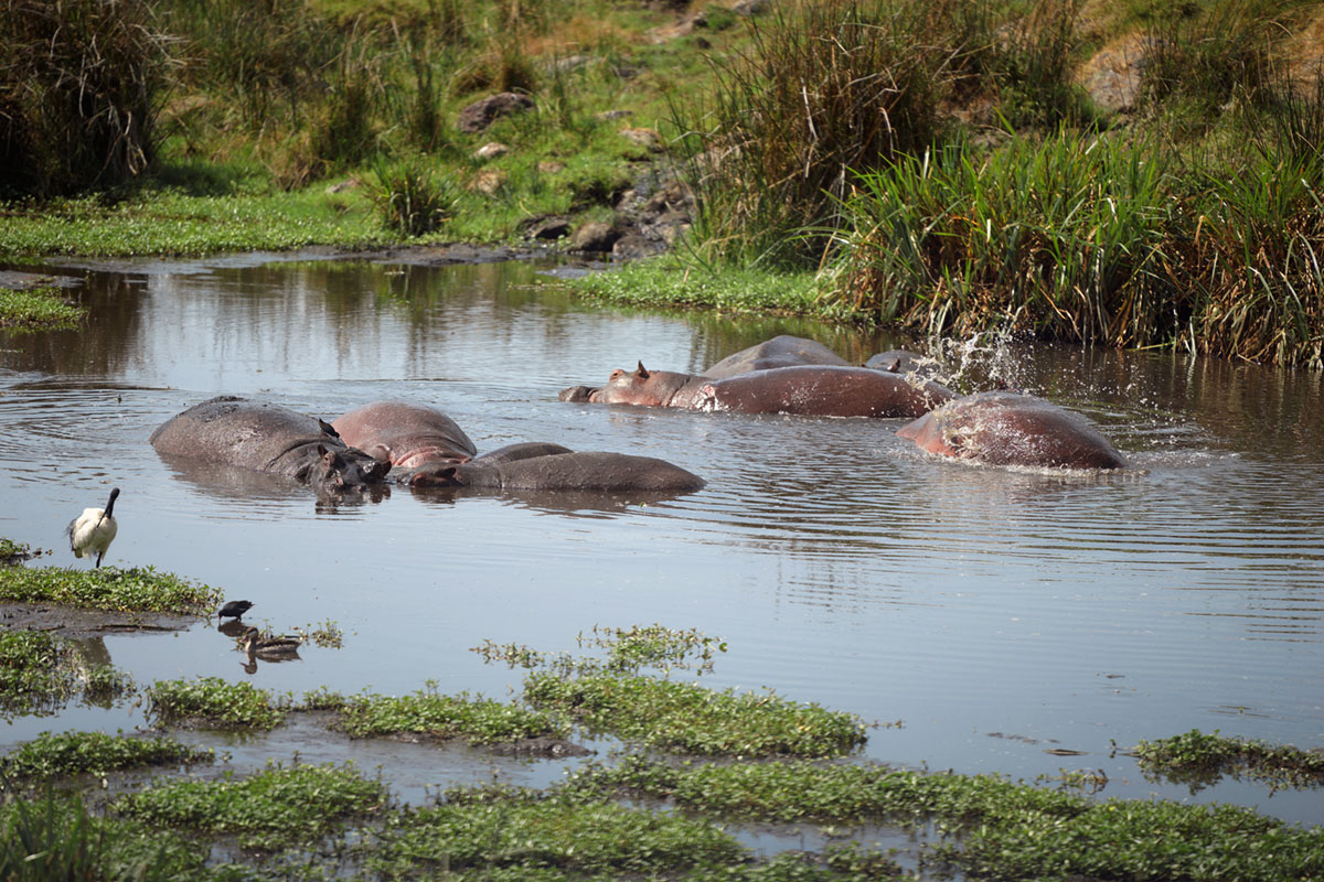 Про бегемотов...