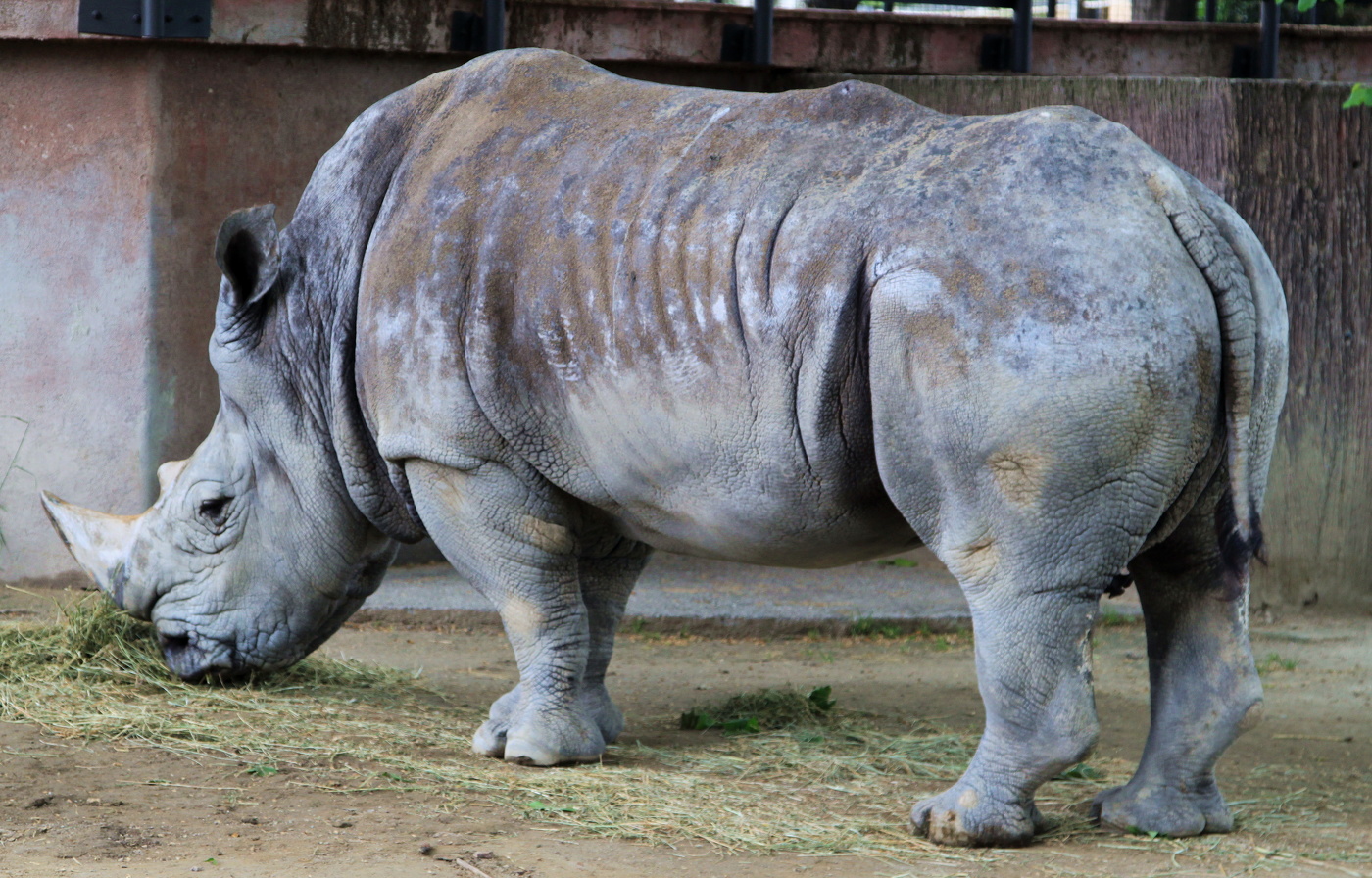 В Шанхайском зоопарке