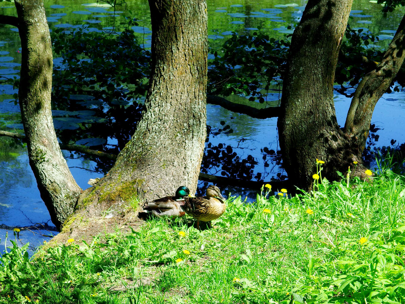 Утки на пруду