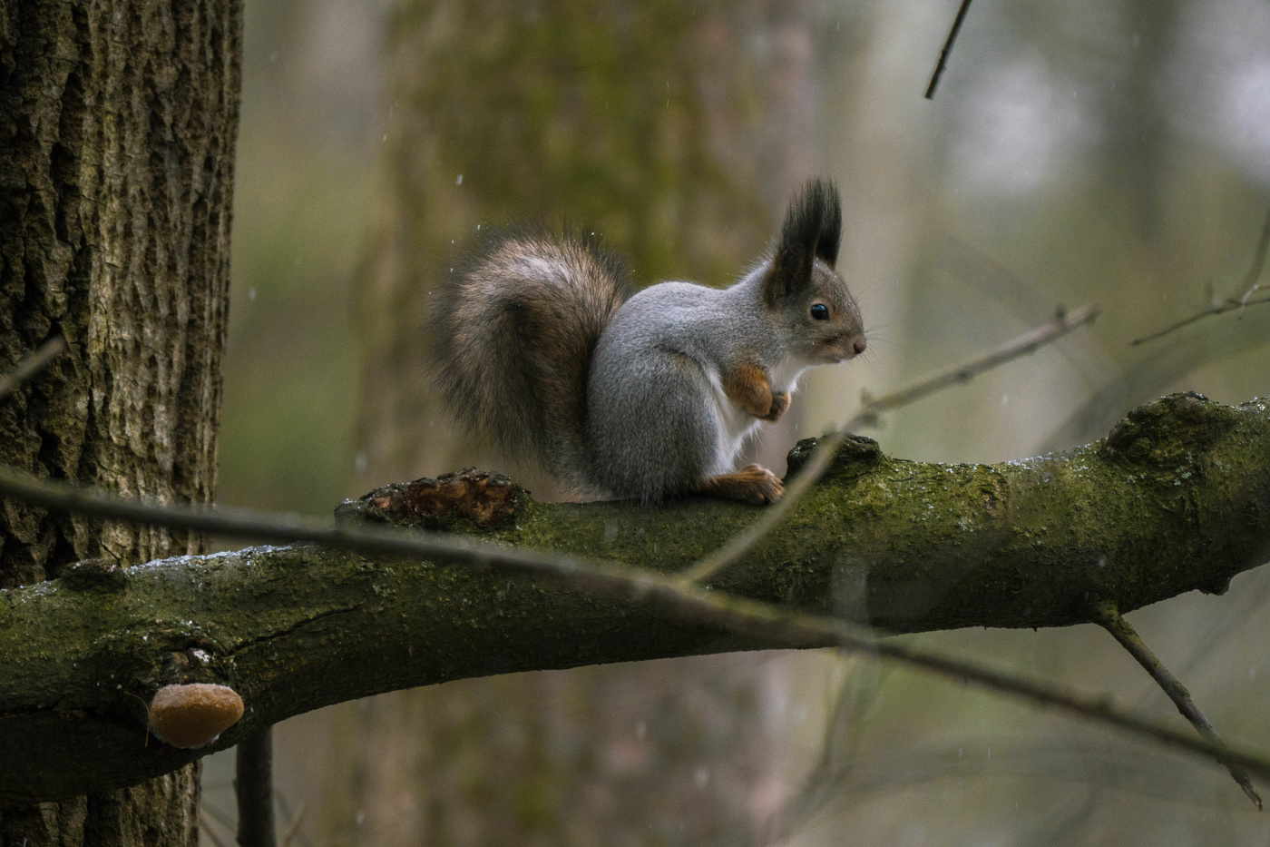 Белка на ветке