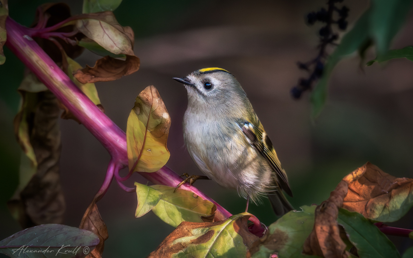 Самый маленький
