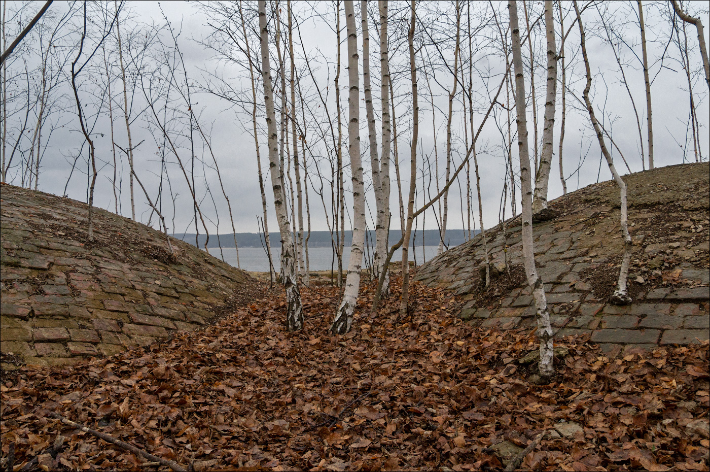 что выросло