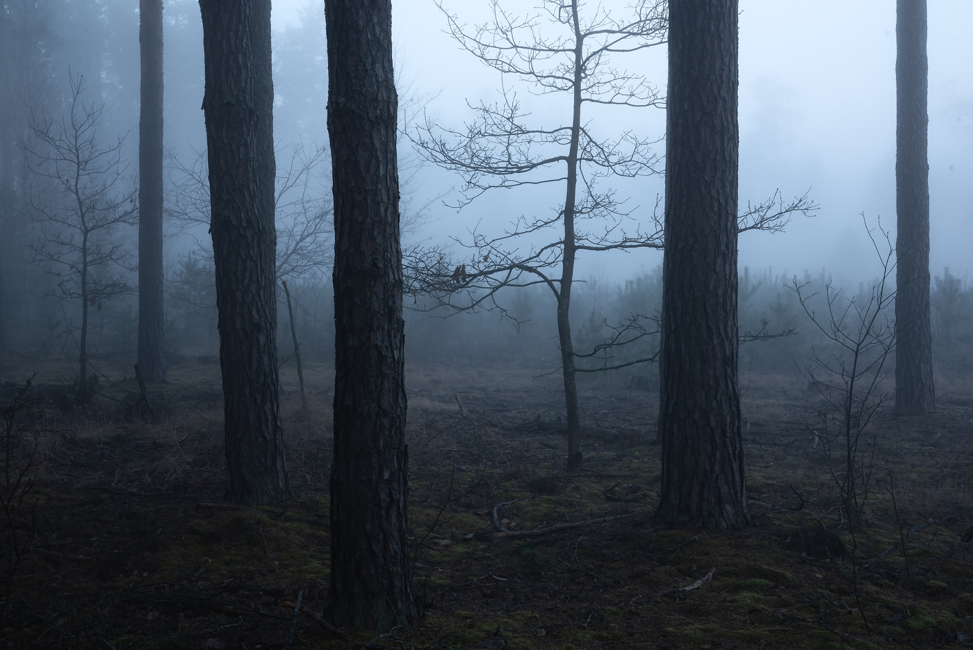 Рассветный лес