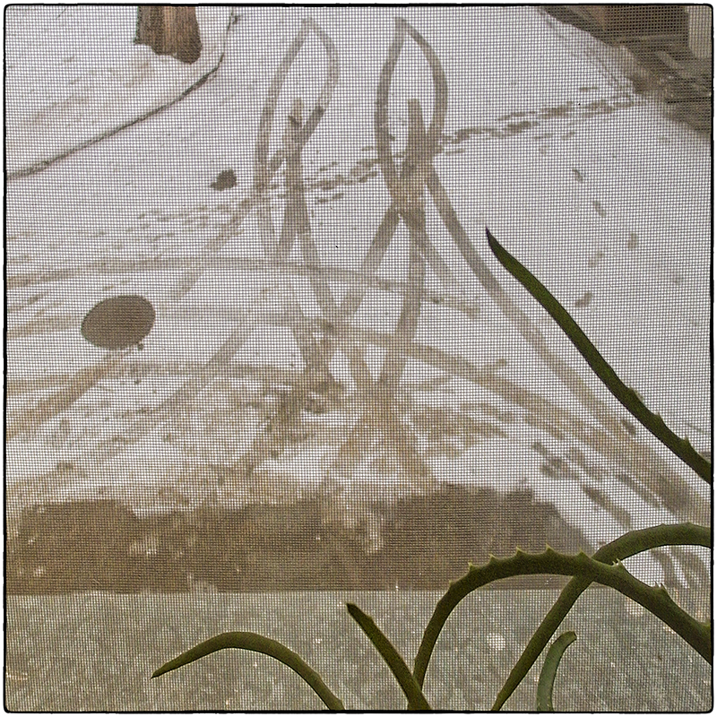 "Алоэнный натюрморт"