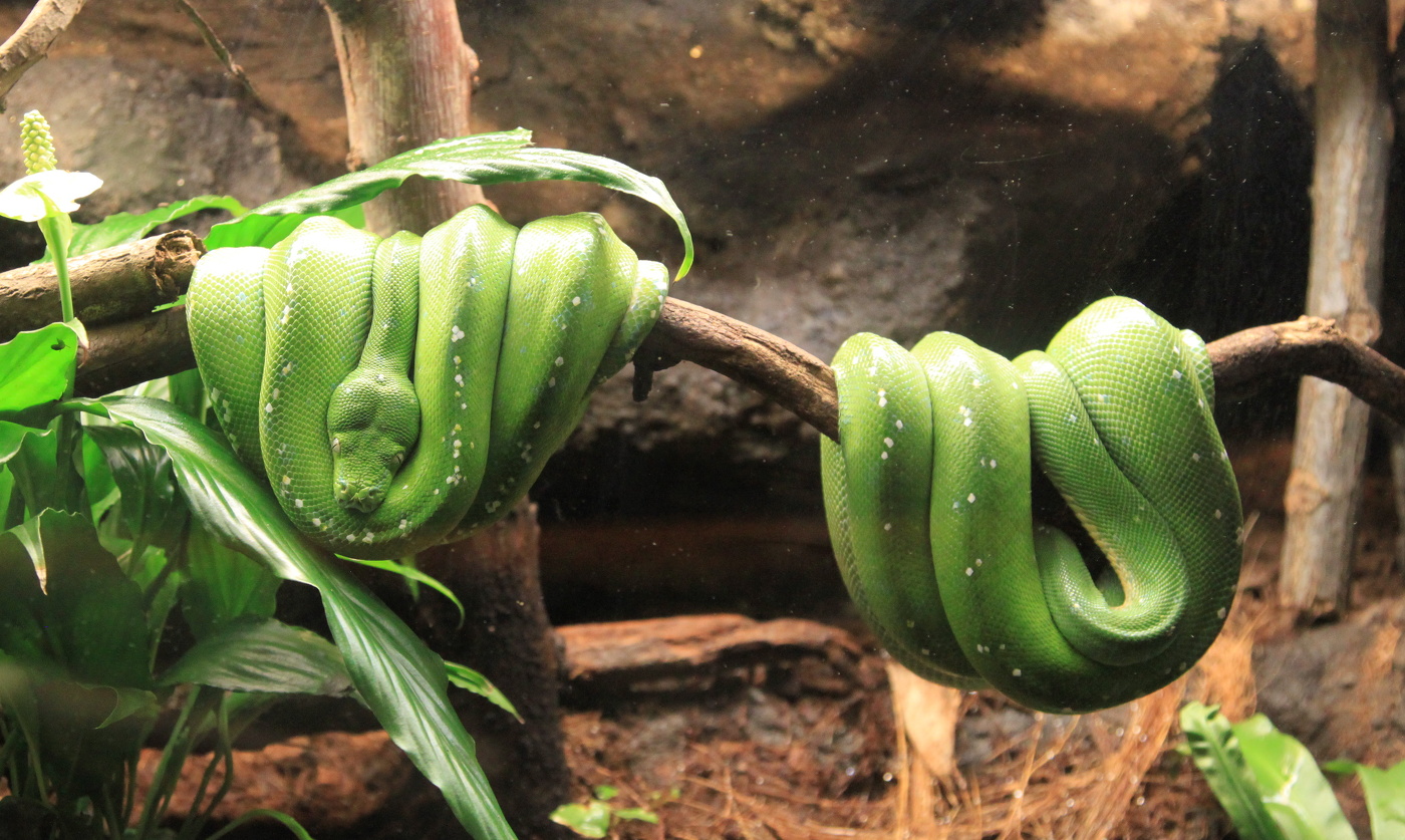 После сытного обеда