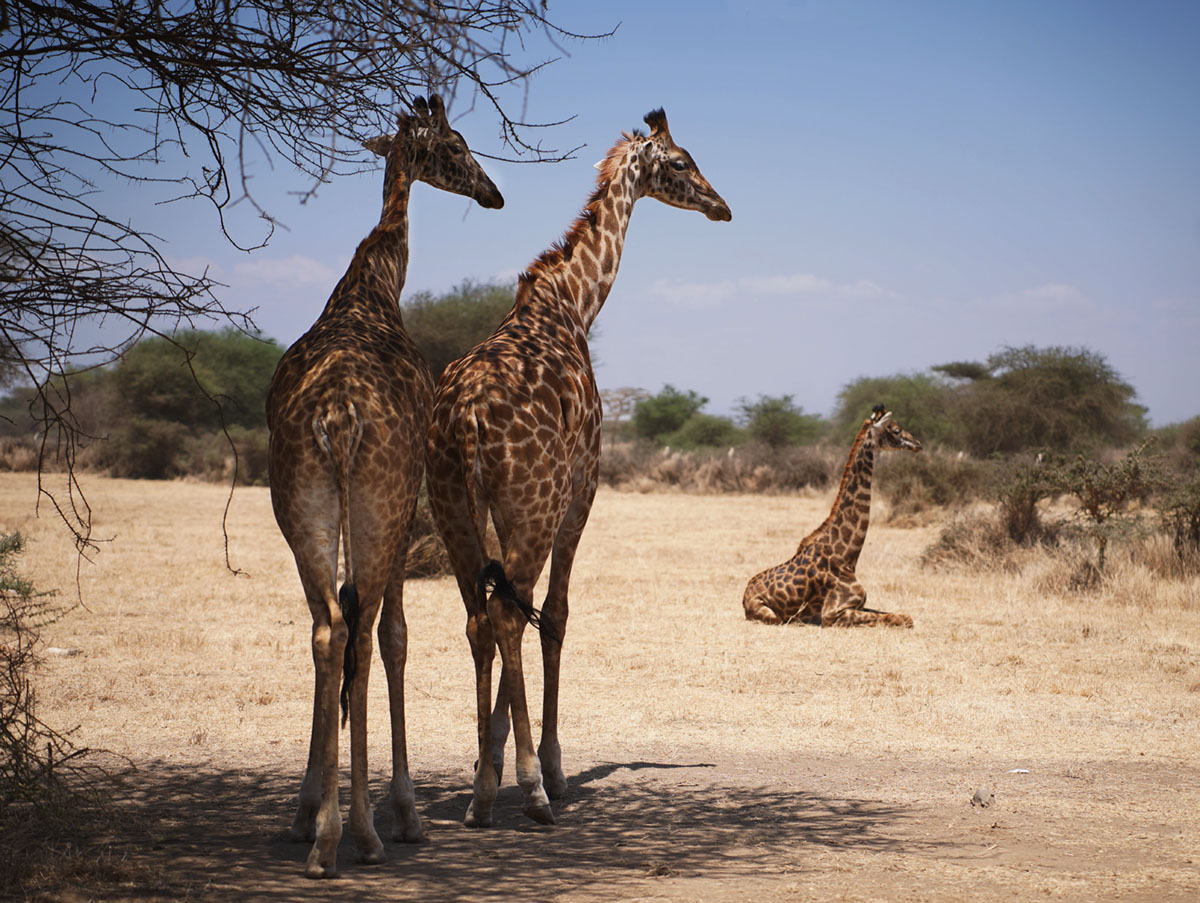 Жирафы в парке Serval Wildlife .