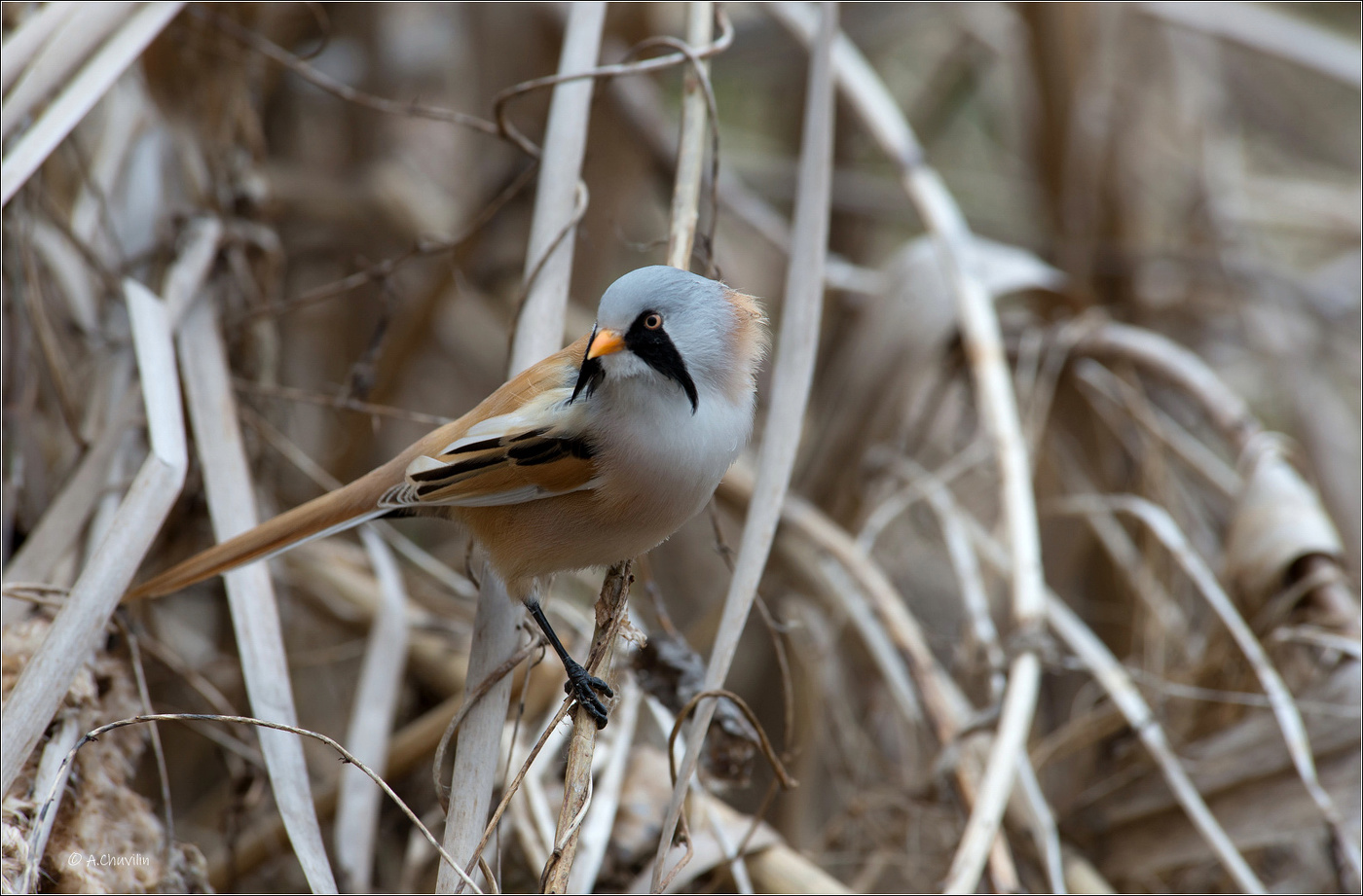 Во все стороны усы )