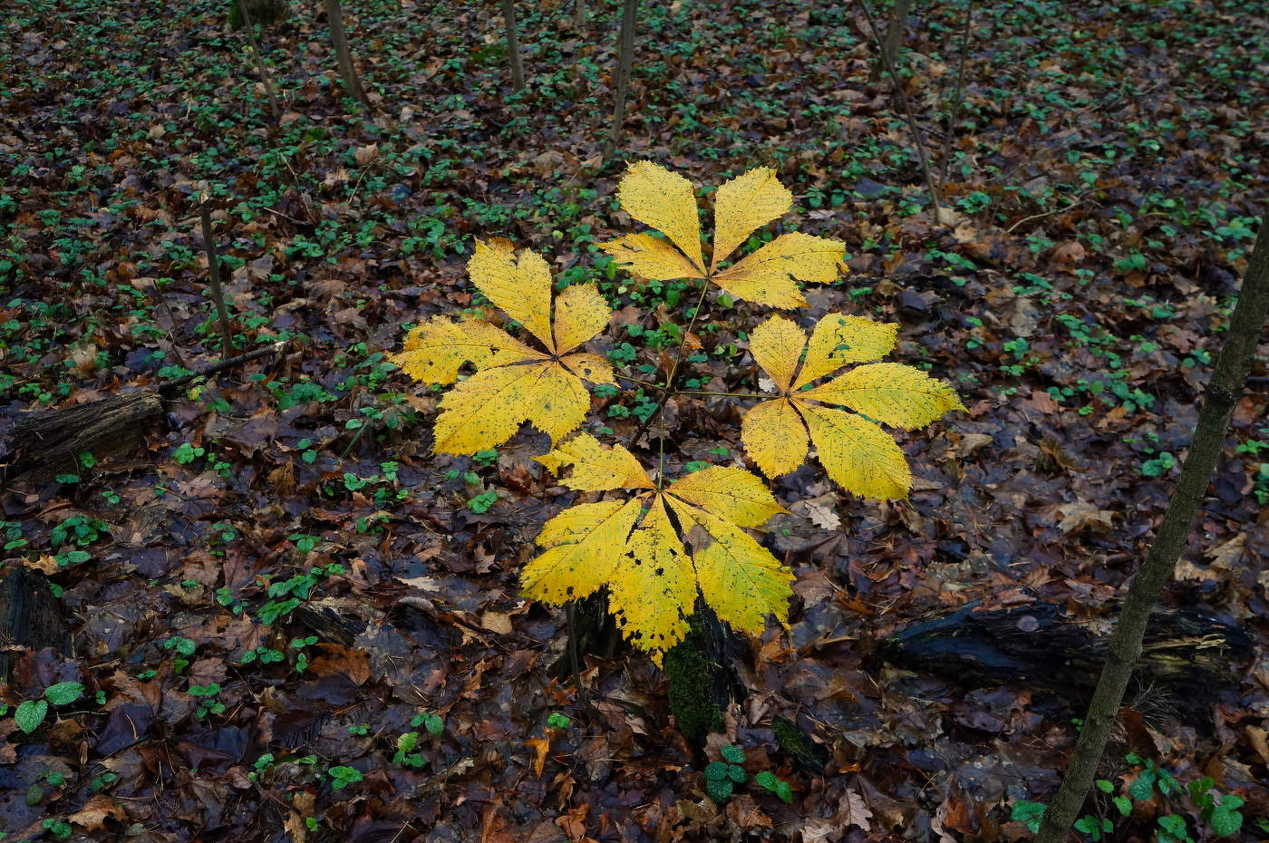 Золотое Кольцо