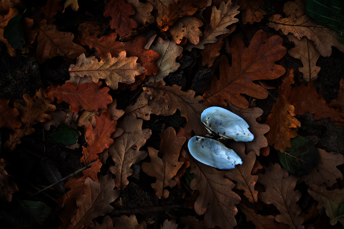 Натюрмордик_2