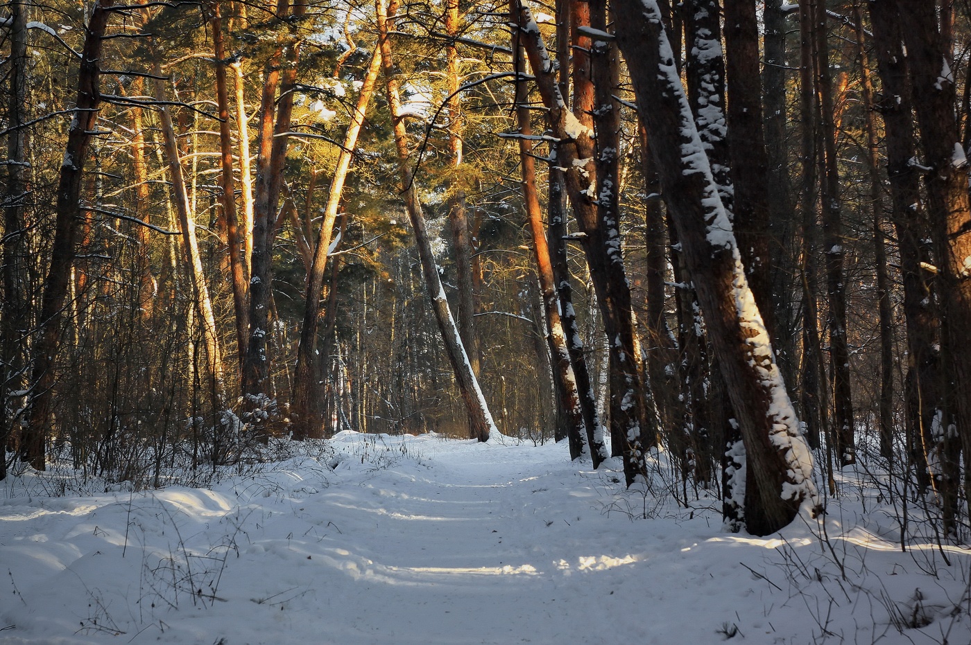 Вечер в сосновом бору