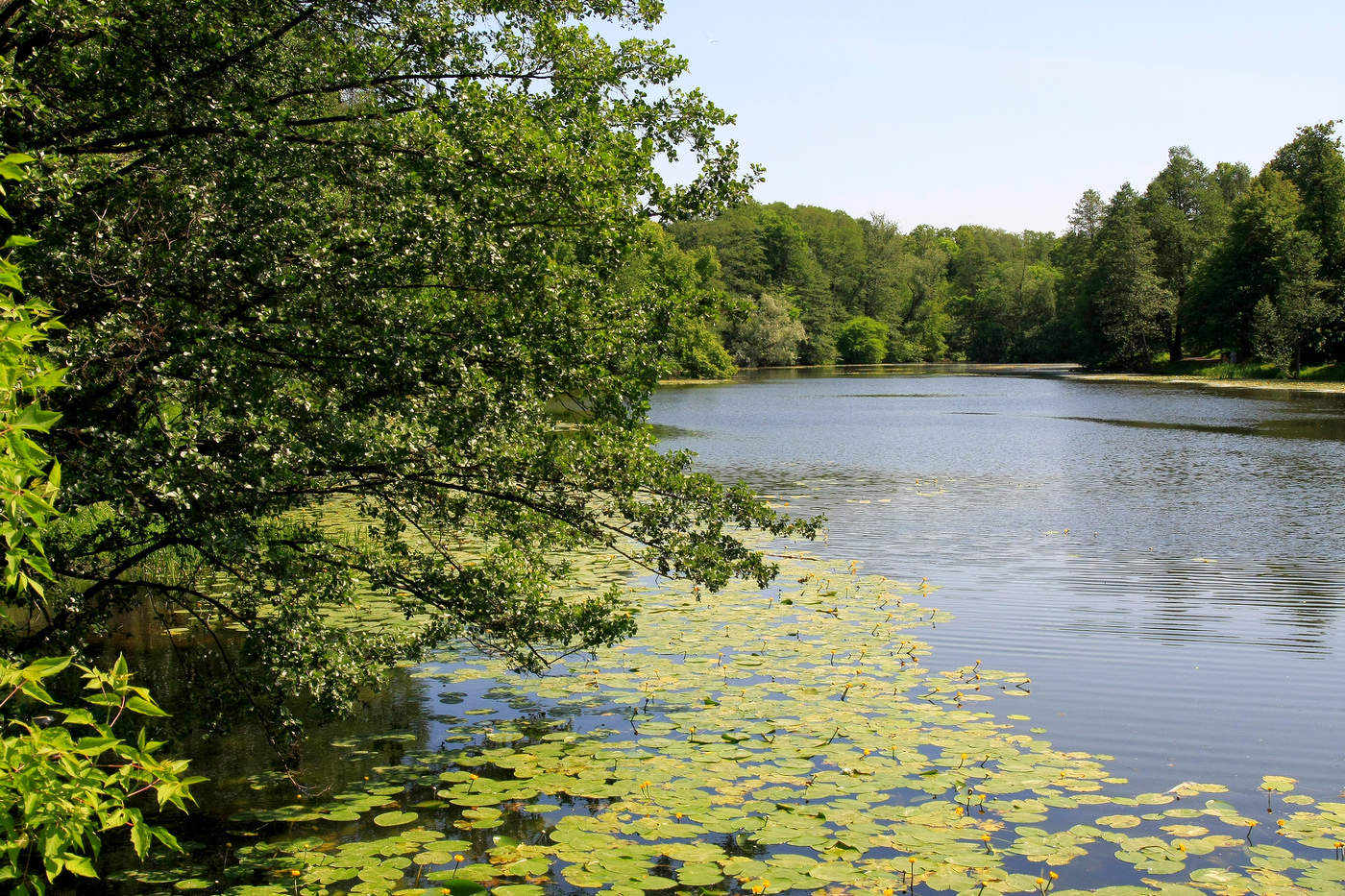 Нижний Кузьминский пруд