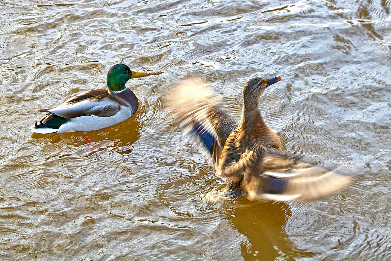 Танцы на воде
