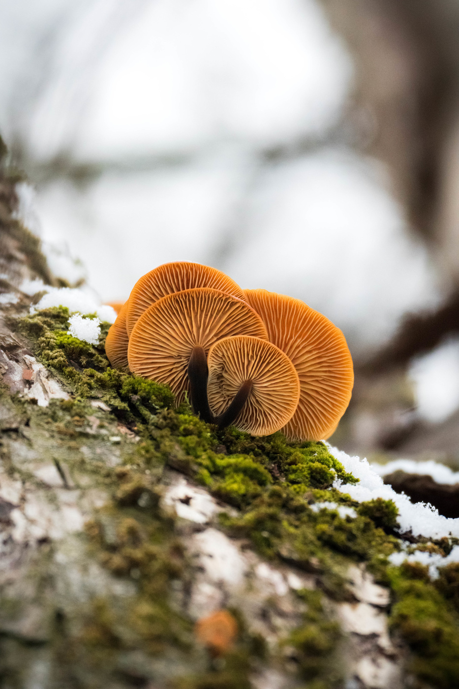 Гриб фламмулина