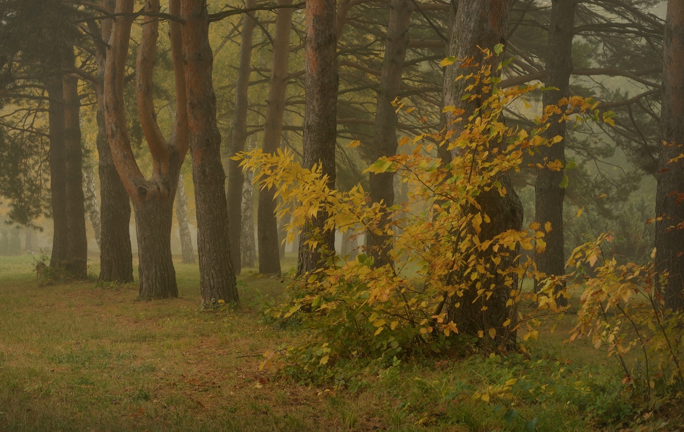 Осеннее утро